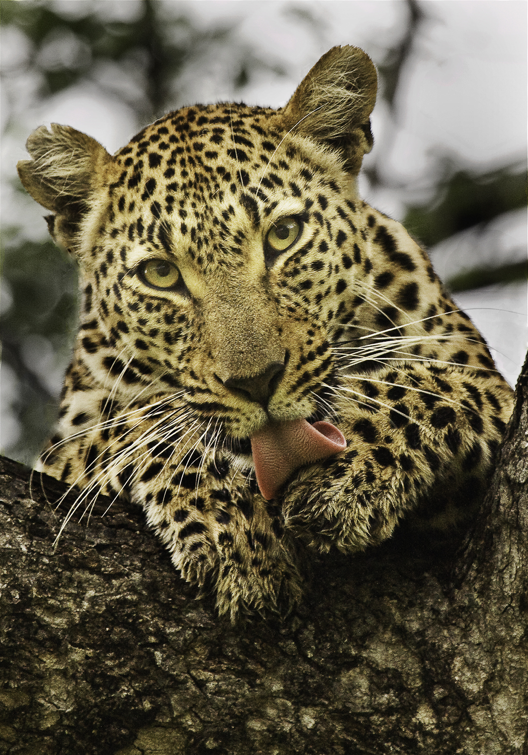 Atterdal Leopard hona i träd