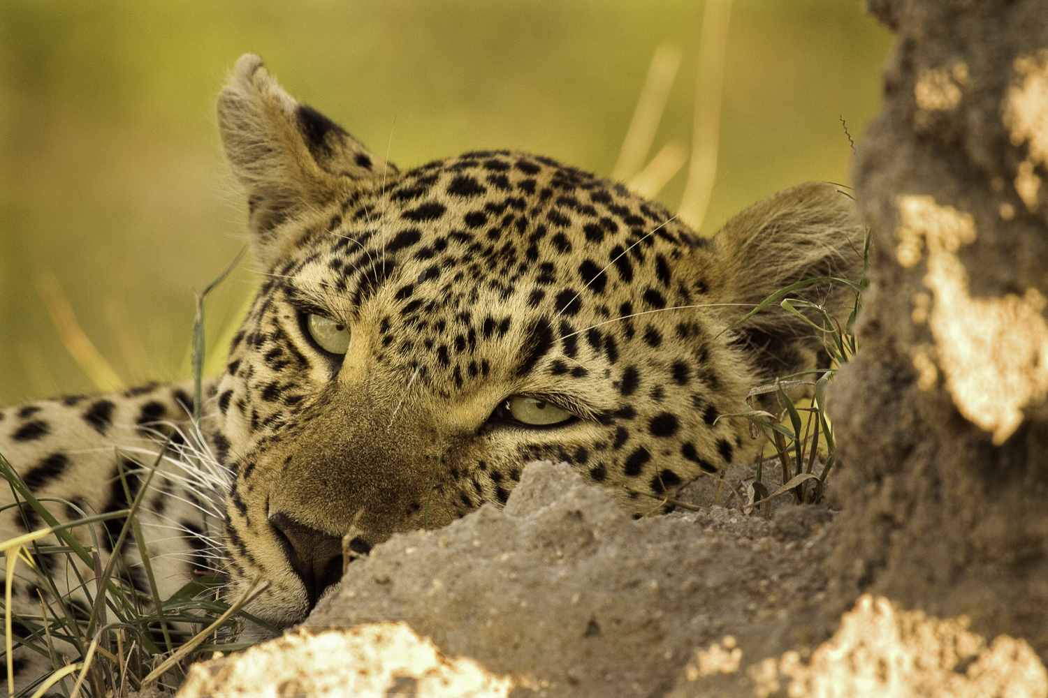Atterdal Leopard vilar